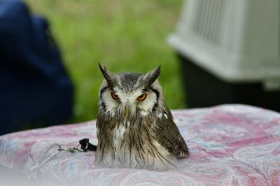 I nostri amici animali
